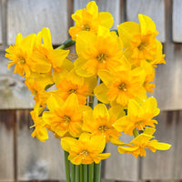 A close up of Narcissus ‘Itsy Bitsy Splitsy’.