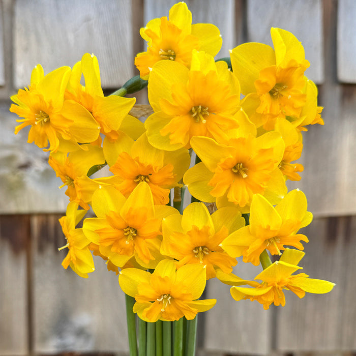 A close up of Narcissus ‘Itsy Bitsy Splitsy’.