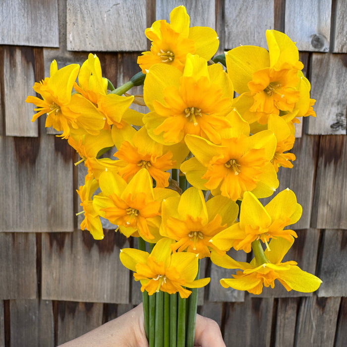 A handful of Narcissus ‘Itsy Bitsy Splitsy’.