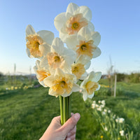 A handful of Narcissus ‘Jodi’s Sister’.