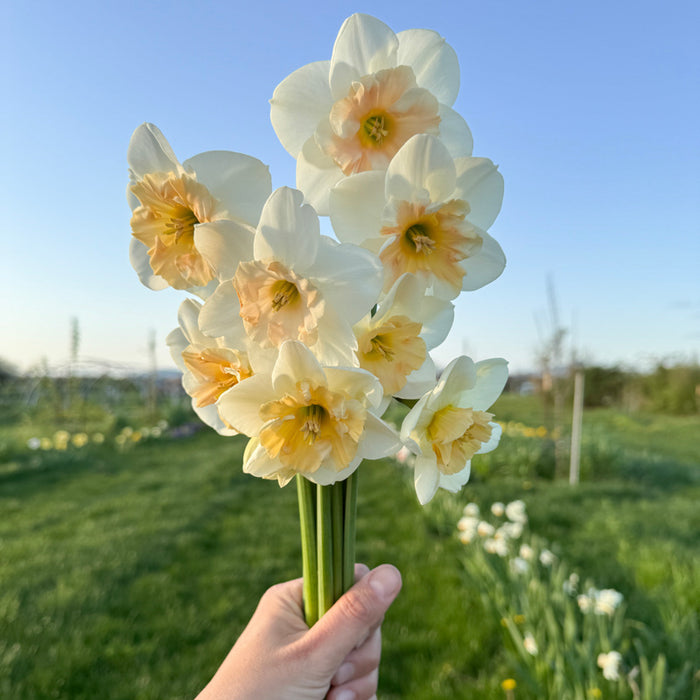 A handful of Narcissus ‘Jodi’s Sister’.