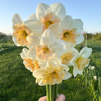 A close up of Narcissus ‘Jodi’s Sister’.
