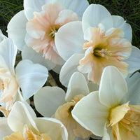 A close up of Narcissus ‘Jodi’s Sister’.