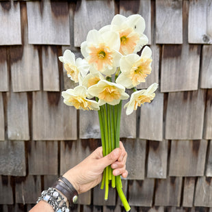 A handful of Narcissus ‘Jodi’s Sister’.