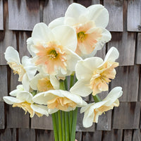 A close up of Narcissus ‘Jodi’s Sister’.