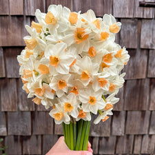 A handful of Narcissus ‘Kapiti Peach’.