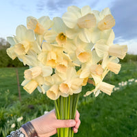 A handful of Narcissus ‘Karnstedt 2024-01 Y-P’.