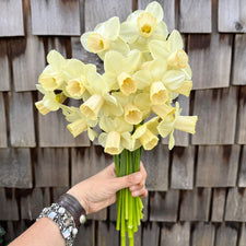 A handful of Narcissus ‘Karnstedt 2024-01 Y-P’.