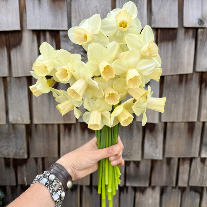 A handful of Narcissus ‘Karnstedt 2024-01 Y-P’.