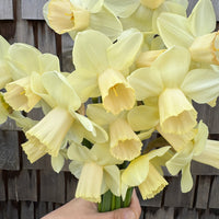 A close up of Narcissus ‘Karnstedt 2024-01 Y-P’.