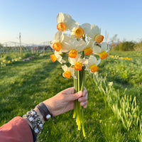 A handful of Narcissus ‘Katrina Rea’.