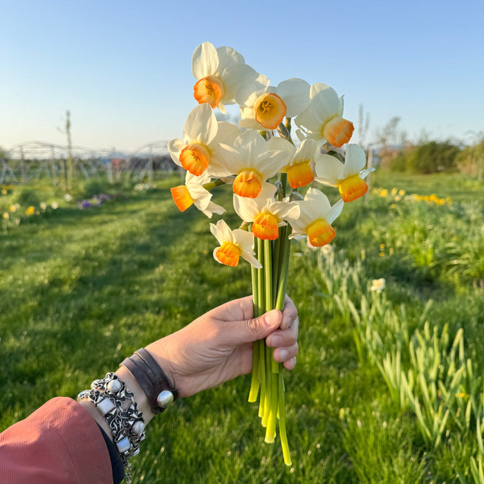 A handful of Narcissus ‘Katrina Rea’.