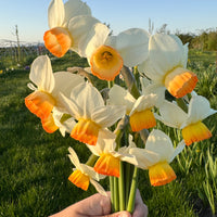 A close up of Narcissus ‘Katrina Rea’.