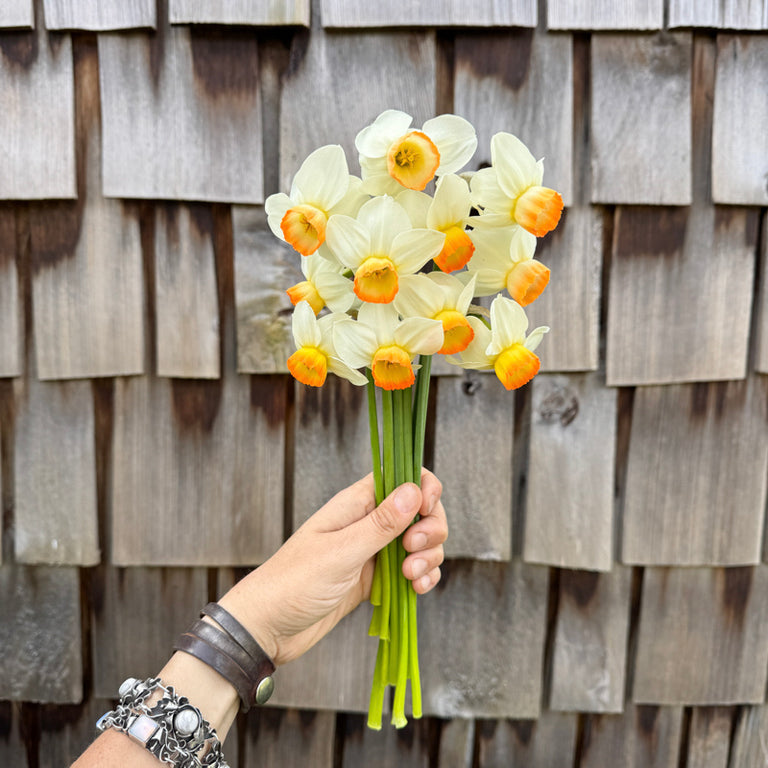 A handful of Narcissus ‘Katrina Rea’.
