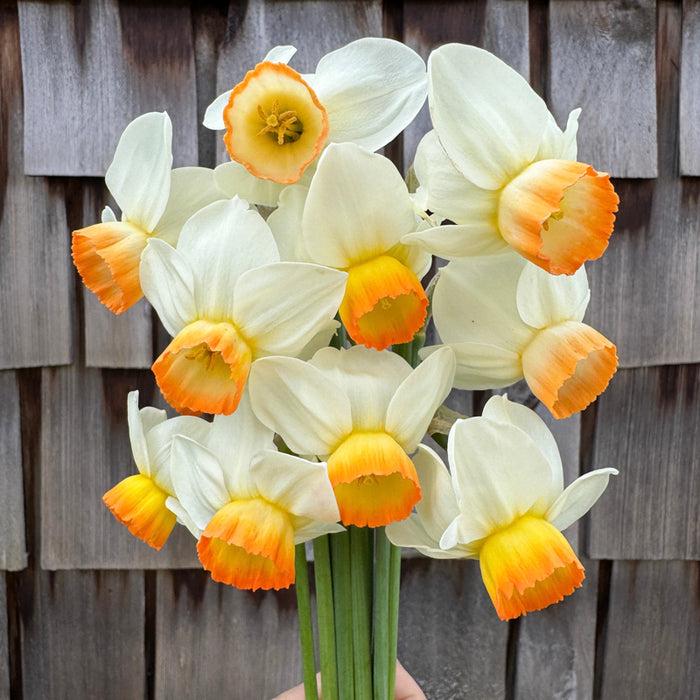 A close up of Narcissus ‘Katrina Rea’.