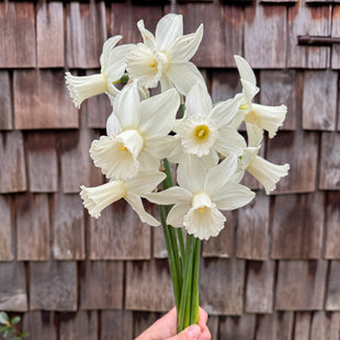 A handful of Narcissus ‘Lady Madonna’.