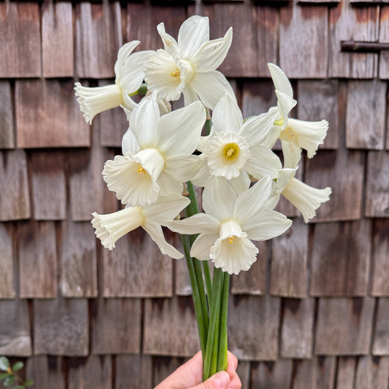 A handful of Narcissus ‘Lady Madonna’.