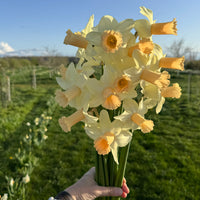 A handful of Narcissus ‘Llanfair’.