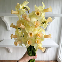 A bunch of Narcissus ‘Llanfair’.