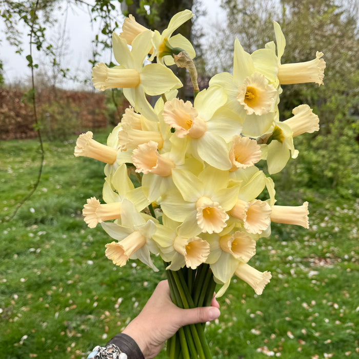 A handful of Narcissus ‘Llanfair’.