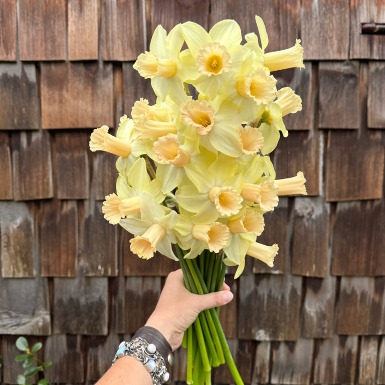 A handful of Narcissus ‘Llanfair’.