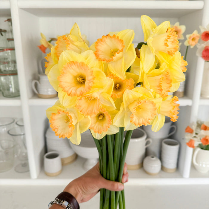 A close up of Narcissus ‘Martha Stewart’.