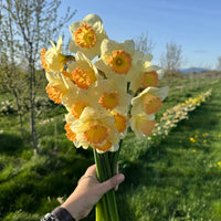 A handful of Narcissus ‘Martha Stewart’.