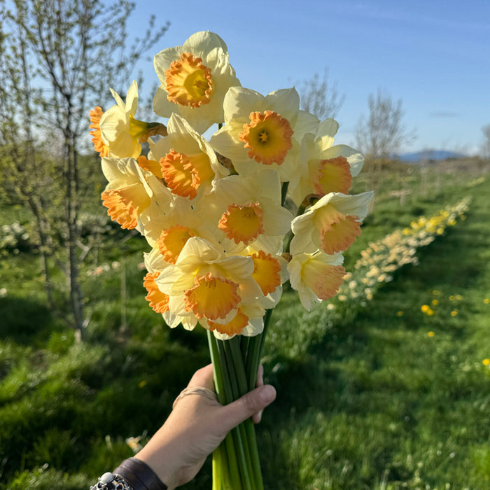 A handful of Narcissus ‘Martha Stewart’.