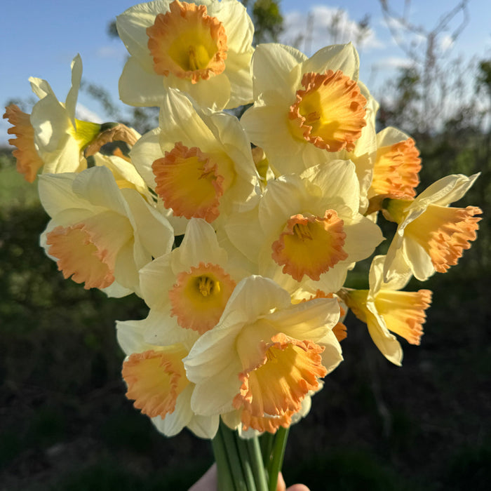 A close up of Narcissus ‘Martha Stewart’.