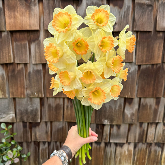A handful of Narcissus ‘Martha Stewart’.