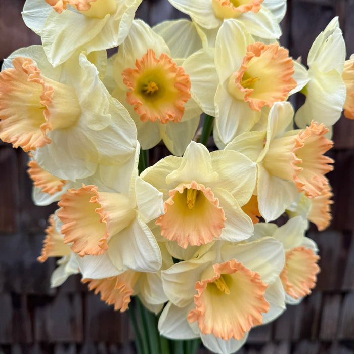 A close up of Narcissus ‘Martha Stewart’.