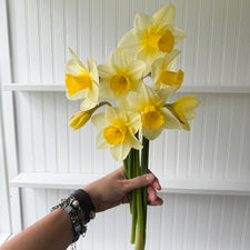 A handful of Narcissus ‘Merel’s Favourite’.