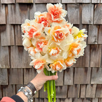 A handful of Narcissus ‘My Story’.