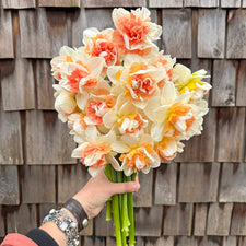 A handful of Narcissus ‘My Story’.