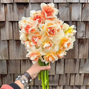 A handful of Narcissus ‘My Story’.