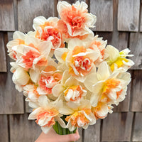 A close up of Narcissus ‘My Story’.