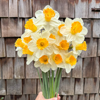 A handful of Narcissus ‘Orange Sunset’.