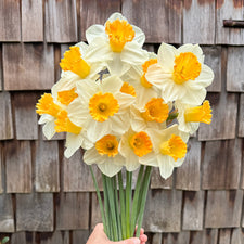 A handful of Narcissus ‘Orange Sunset’.