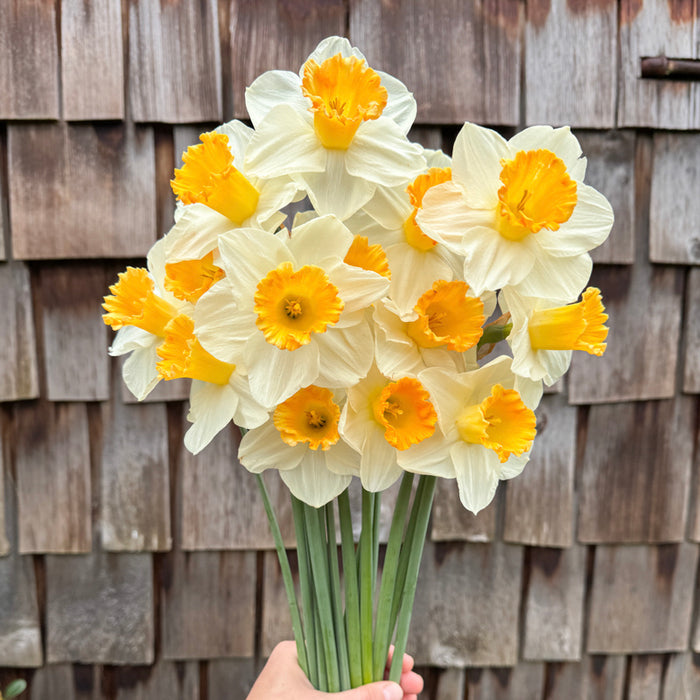 A handful of Narcissus ‘Orange Sunset’.