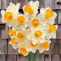 A close up of Narcissus ‘Orange Sunset’.
