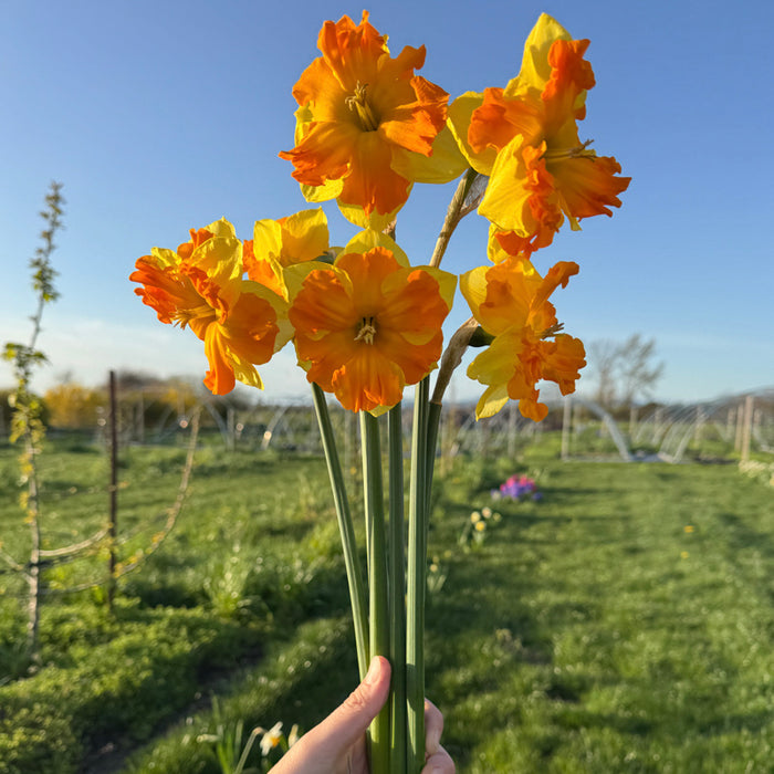 A handful of Narcissus ‘Outright Orange’.