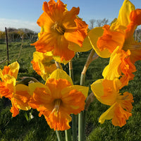A close up of Narcissus ‘Outright Orange’.