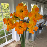 A handful of Narcissus ‘Outright Orange’.