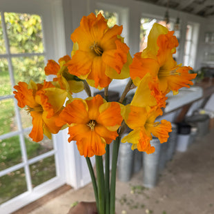 A handful of Narcissus ‘Outright Orange’.