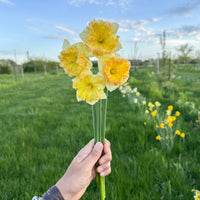 A handful of Narcissus ‘Pacific Mist’.