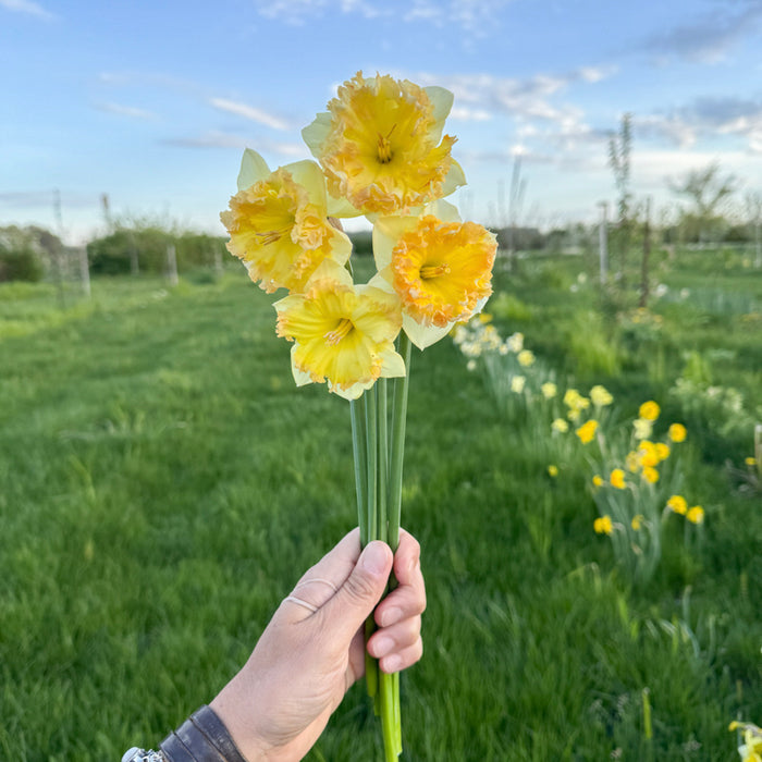 A handful of Narcissus ‘Pacific Mist’.