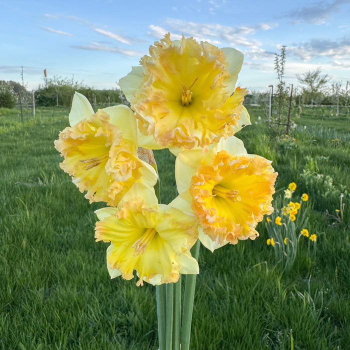 A close up of Narcissus ‘Pacific Mist’.