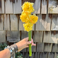 A handful of Narcissus ‘Pacific Mist’.