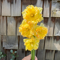 A handful of Narcissus ‘Pacific Mist’.