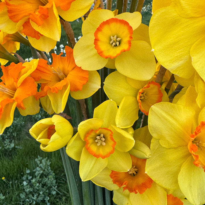 A close up of Narcissus ‘Pacific Rim’.